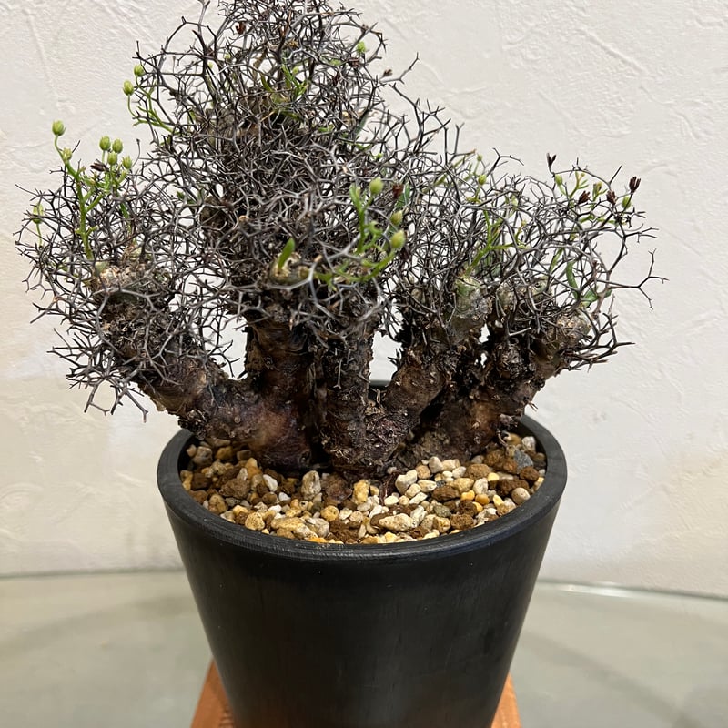 チレコドン レティキュラーツス 万物想 | STELLA.PLANTS チレコドン レティキュラーツス 万物想 | STELLA.PLANTS
