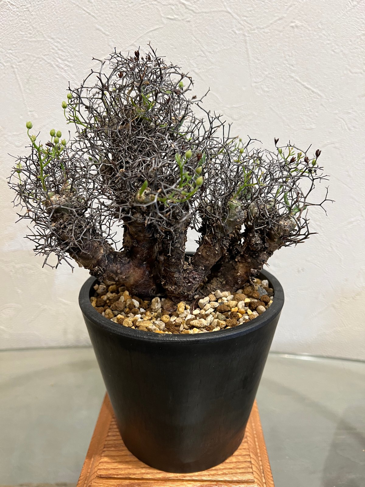 チレコドン レティキュラーツス 万物想 | STELLA.PLANTS