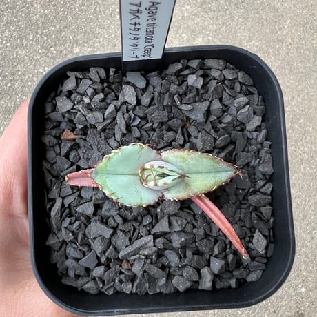 Agave titanota 'Creep'3
