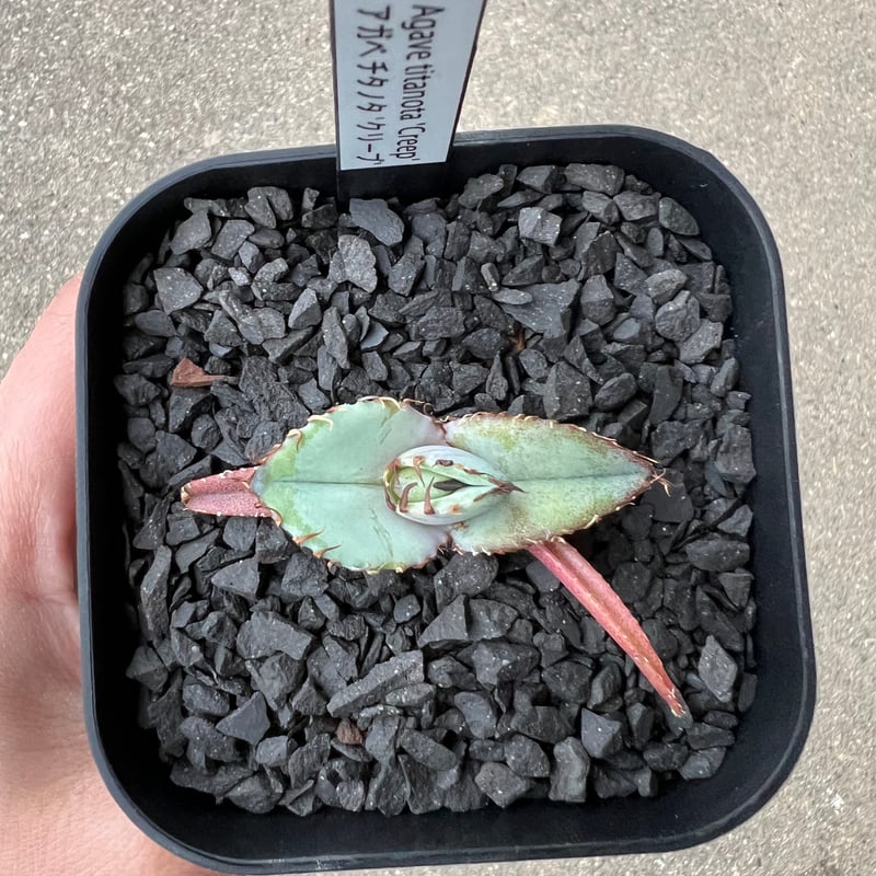 Agave titanota 'Creep'3 | STELLA.PLANTS