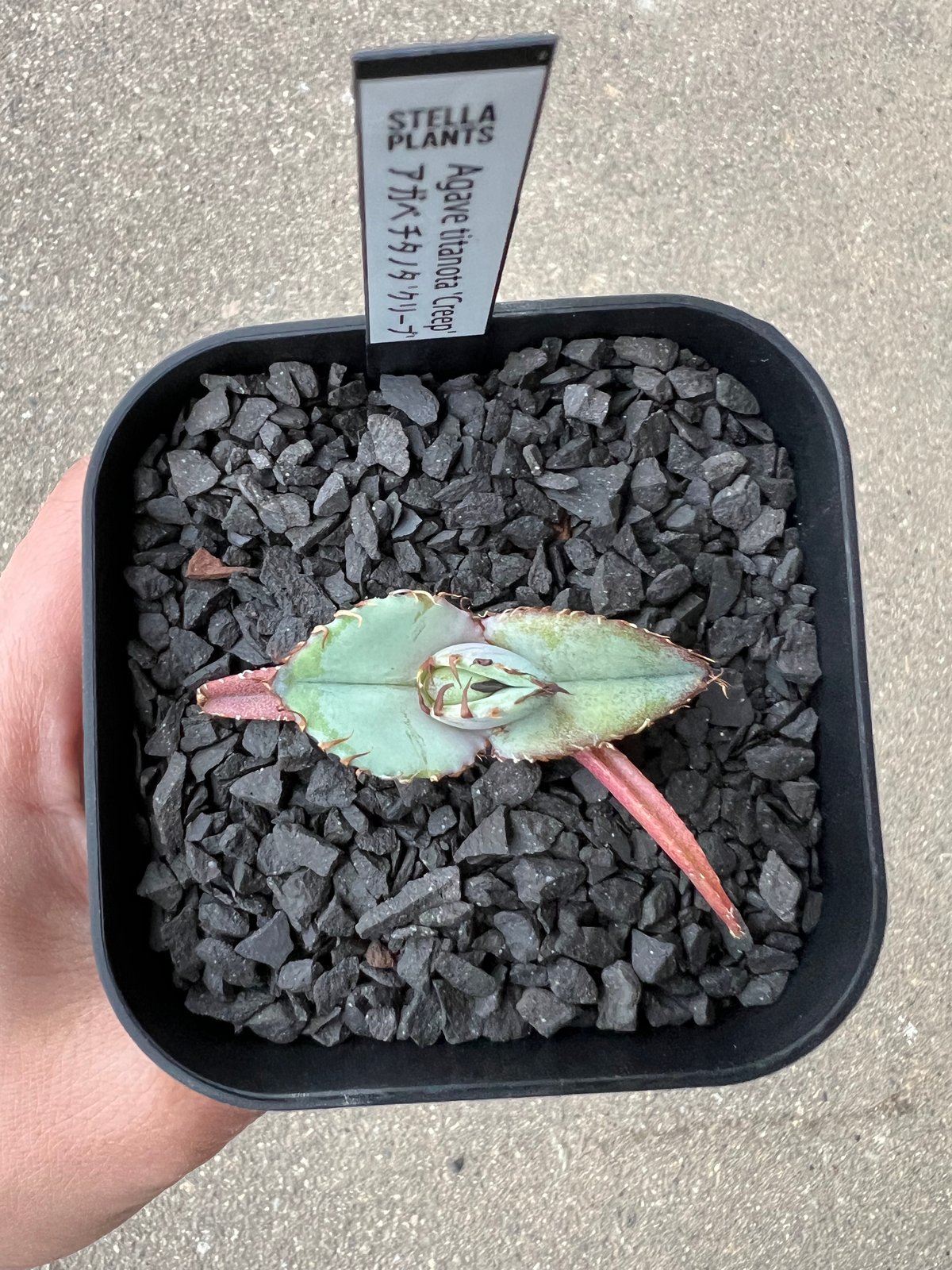 Agave titanota 'Creep'3 | STELLA.PLANTS