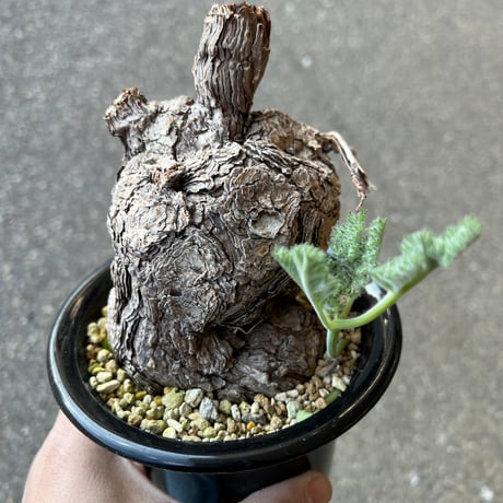 ペラルゴニウムトリステ | STORES