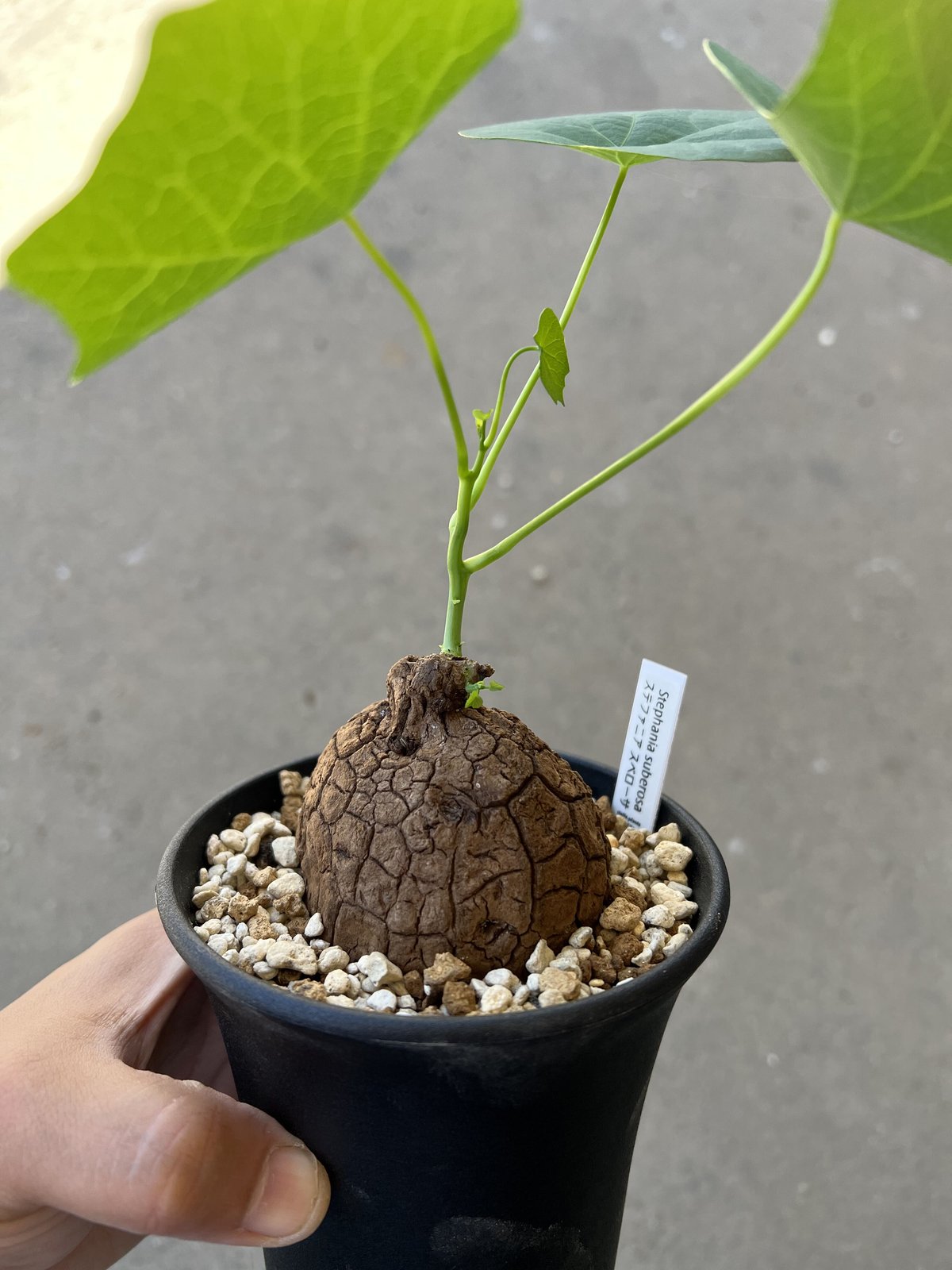 ステファニア スベローサ | STELLA.PLANTS