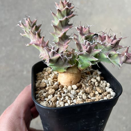 CATEGORY ユーフォルビア | STELLA.PLANTS CATEGORY ユーフォルビア | STELLA.PLANTS