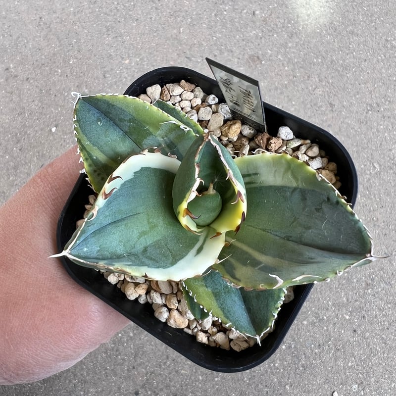 アガベ チタノタ ジャガーノート錦1 | STELLA.PLANTS