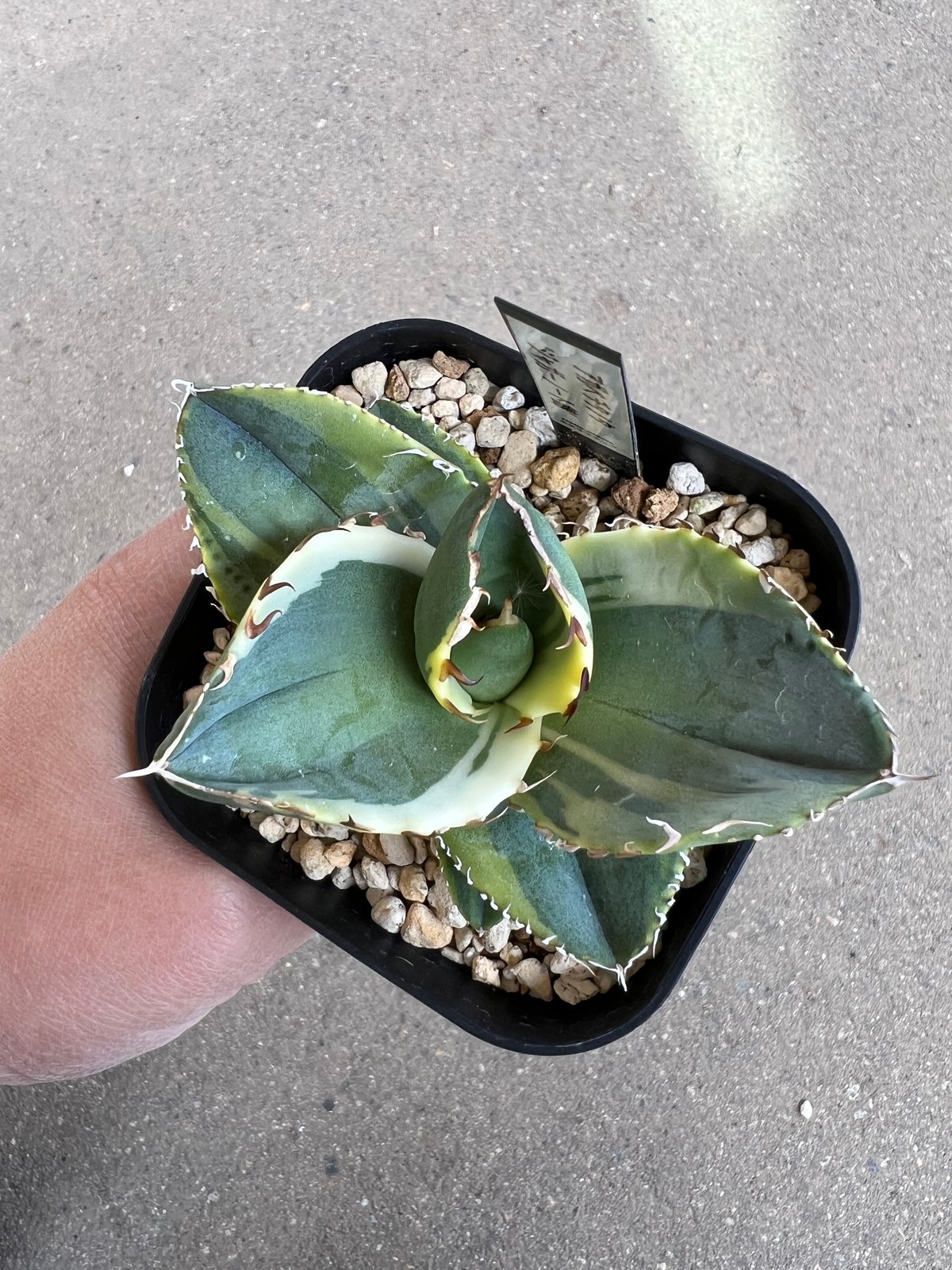 アガベ チタノタ ジャガーノート錦1 | STELLA.PLANTS