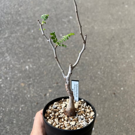 パキコルムスディスカラー | STORES