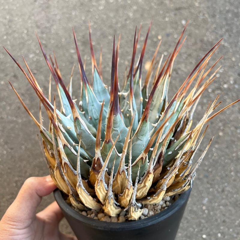 ユタエンシス エボリスピナ 5寸鉢サイズ | STELLA.PLANTS