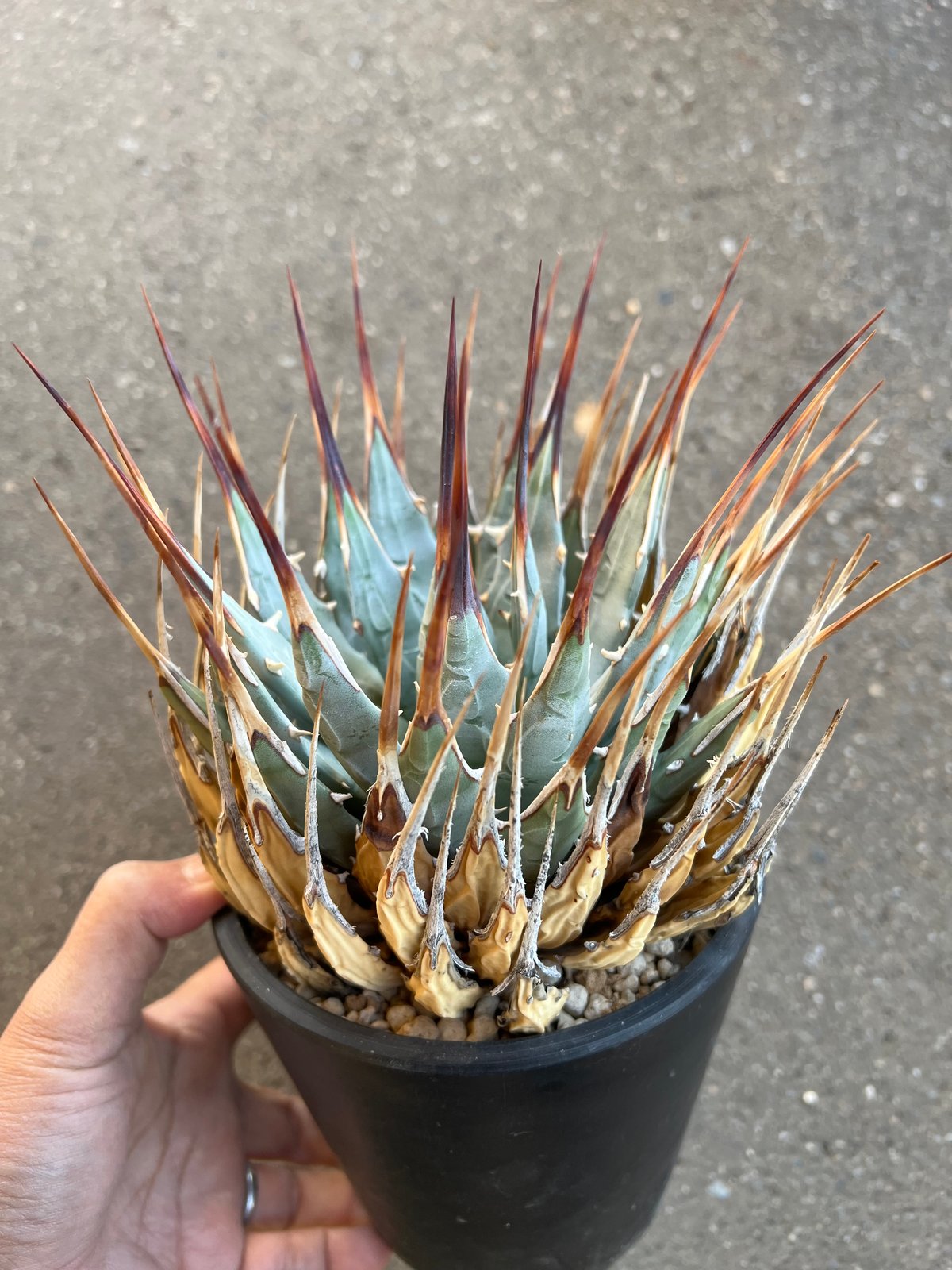 【発根済・3.5号サイズ】激シブ！！エボリスピナ/鉢ごと発送 アガベ・ユタエンシス 