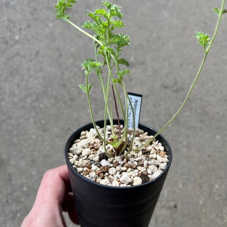 ペラルゴニウムトリステ | STORES