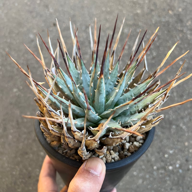 ユタエンシス エボリスピナ 4寸鉢 | STELLA.PLANTS