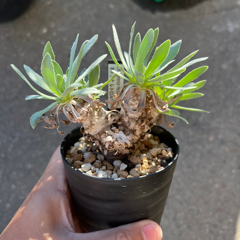 ユーフォルビア　オトンナ　レトロルサ　大株 オトンナ レトロルサ | STELLA.PLANTS