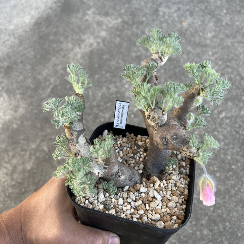 モンソニア　ムルチフィダ　発根済み 楽天市場】（観葉植物）一点物 モンソニア ムルチフィダ 現地株