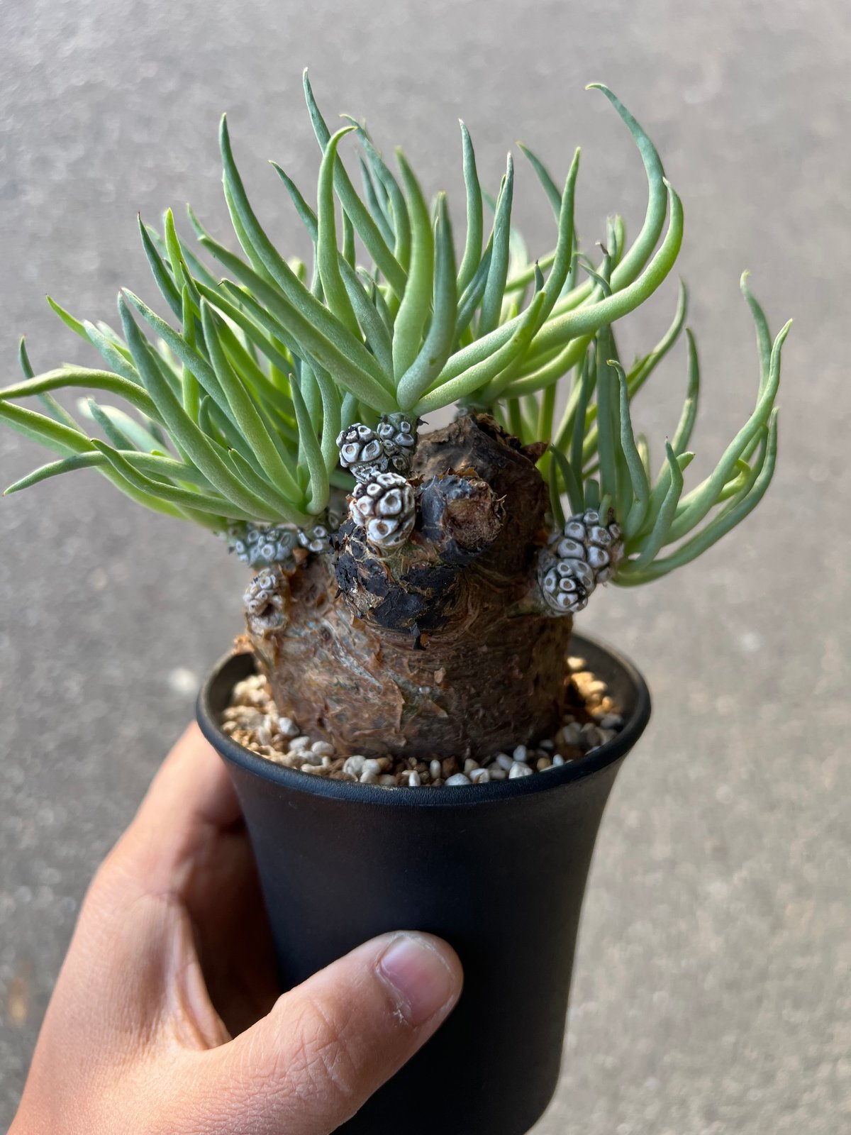 チレコドン ペアルソニー12 | STELLA.PLANTS