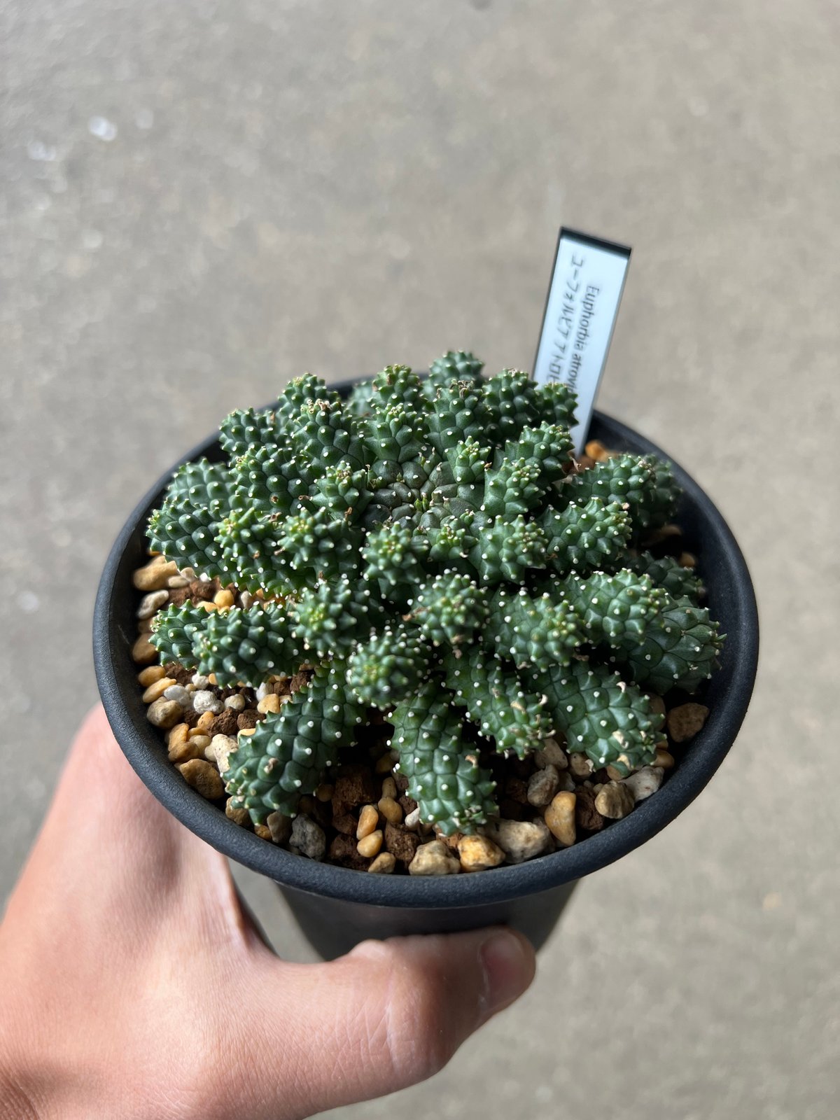 ユーフォルビア アトロビリディス 2 | STELLA.PLANTS