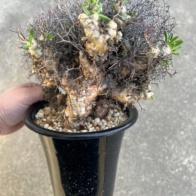 チレコドン レティキュラータス 万物想 | STELLA.PLANTS チレコドン レティキュラータス 万物想 | STELLA.PLANTS