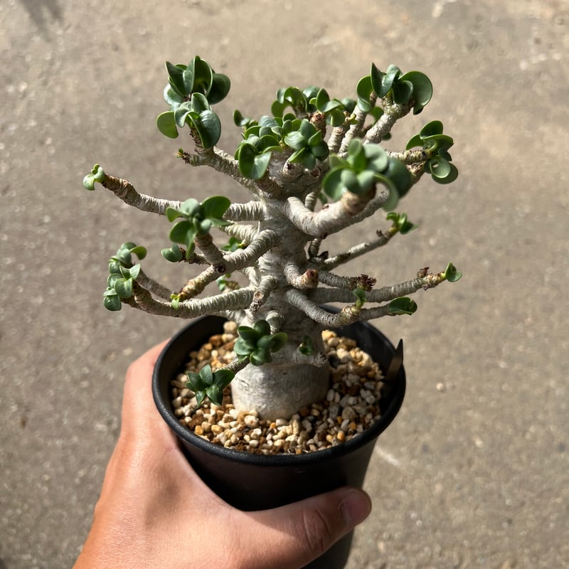 【レア/獅子葉/アデニウム/ブラックスキン】 DHA - A アデニウム D.H.A (獅子葉) スモールリーフ + plantsmonsters pot