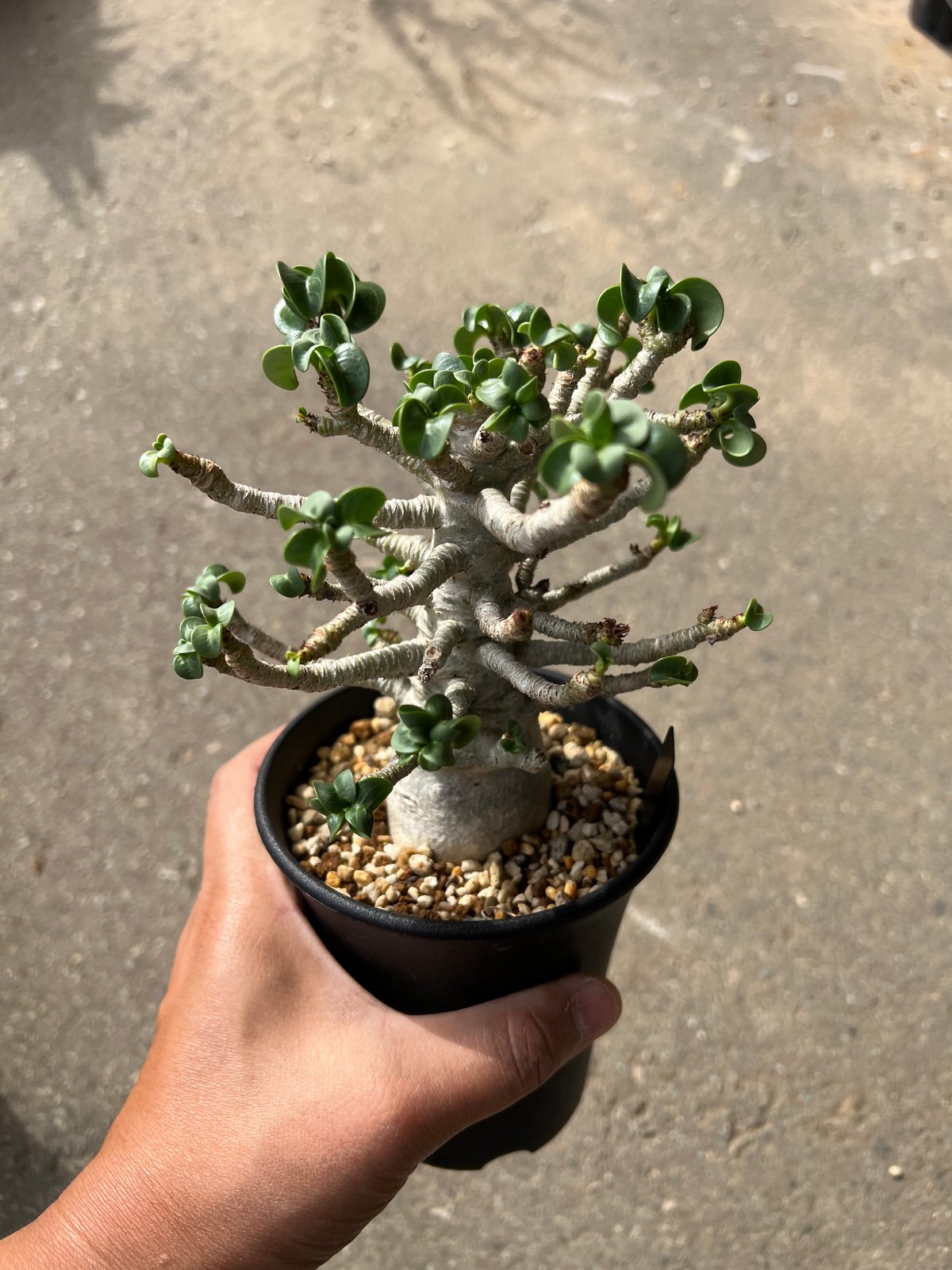 アデニウム D.H.A 獅子葉 2 | STELLA.PLANTS