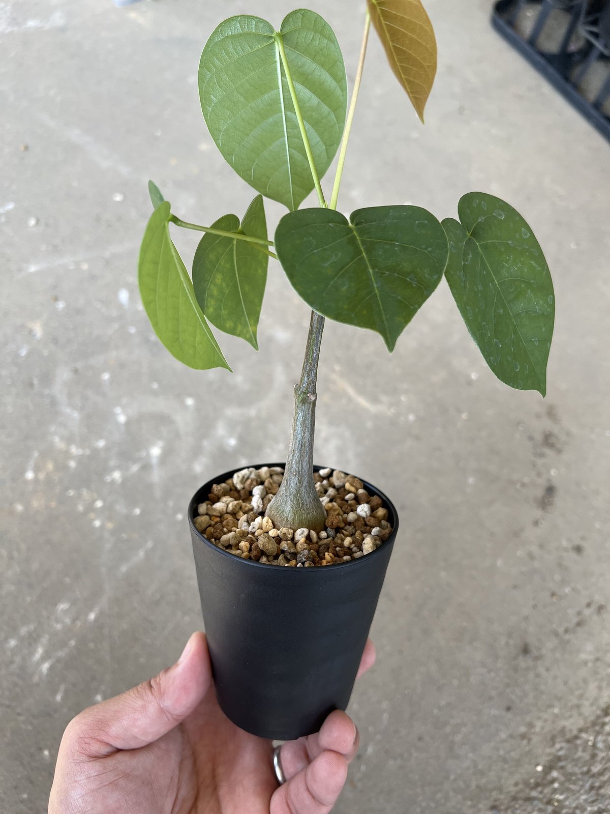 ボンバックス プセウドボンバックス エリプティクマ | STELLA.PLANTS