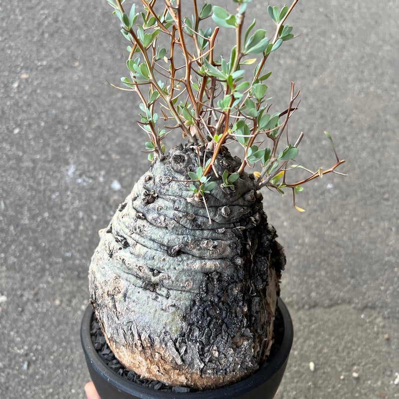 フォークイエリア コルムナリス 観峰玉 | STELLA.PLANTS