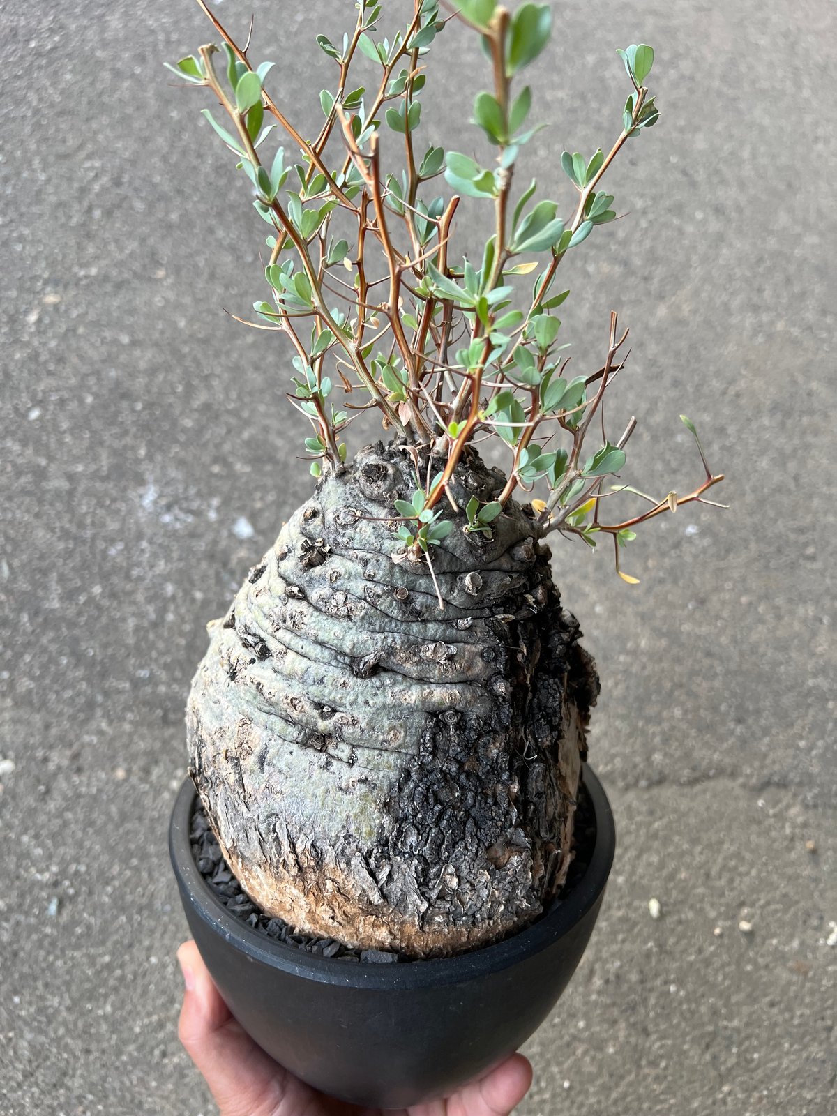 フォークイエリア コルムナリス 観峰玉 | STELLA.PLANTS