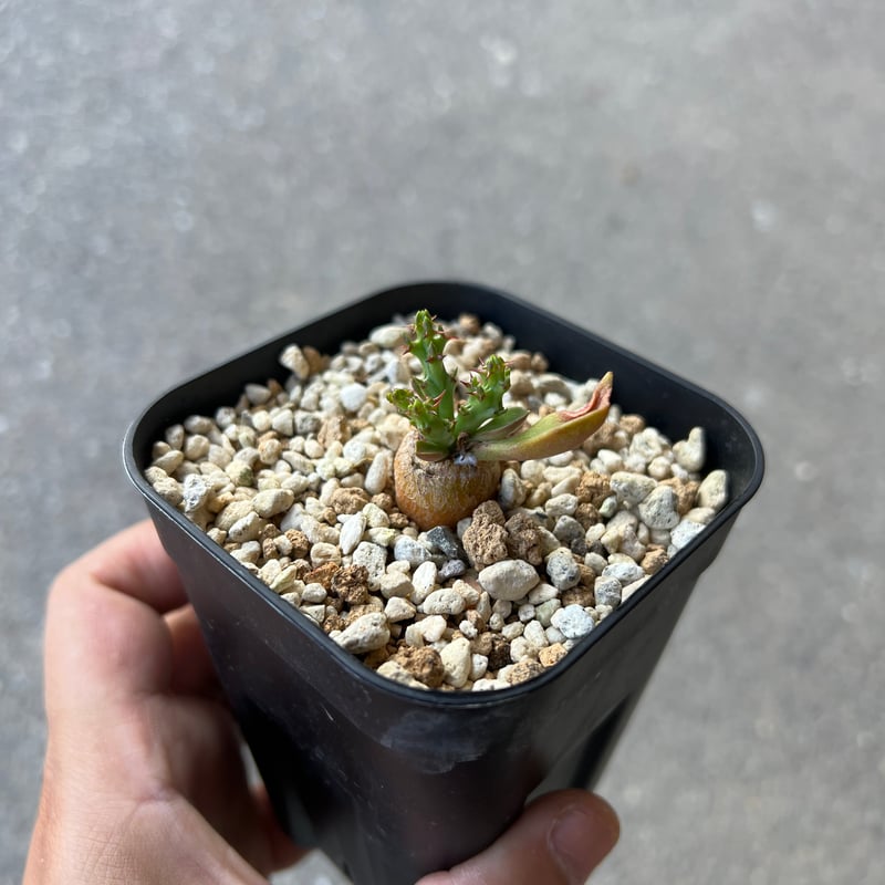 ユーフォルビア ファンシャウェイ①【希少種】【実生苗】 Euphorbia fanshawei 去年親木にと入手春にタネが取れた 少し