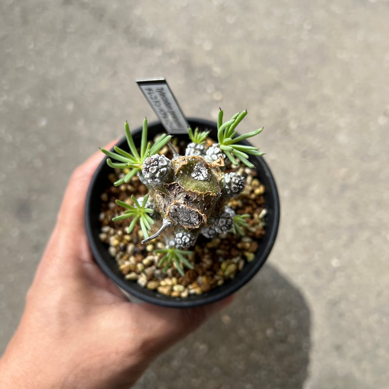 【現地球／バチバチ発根済】チレコドン　ペアルソニー　ODDROOTS管理株 現地球／バチバチ発根済】チレコドン ペアルソニー ODDROOTS管理