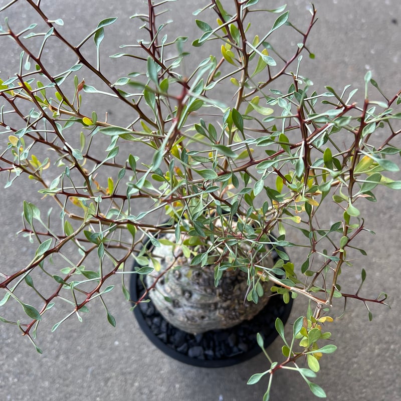フォークイエリア コルムナリス 観峰玉 | STELLA.PLANTS