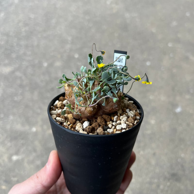 オトンナ カカリオイデス3 | STELLA.PLANTS オトンナ カカリオイデス3 | STELLA.PLANTS