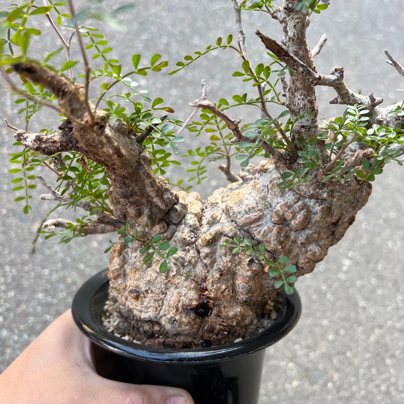 w*e様 オペルクリカリア パキプス 【collection】 オペルクリカリア パキプス | STELLA.PLANTS
