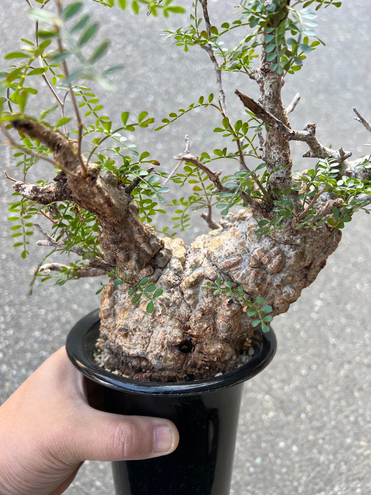 オペルクリカリア パキプス | STELLA.PLANTS オペルクリカリア パキプス | STELLA.PLANTS