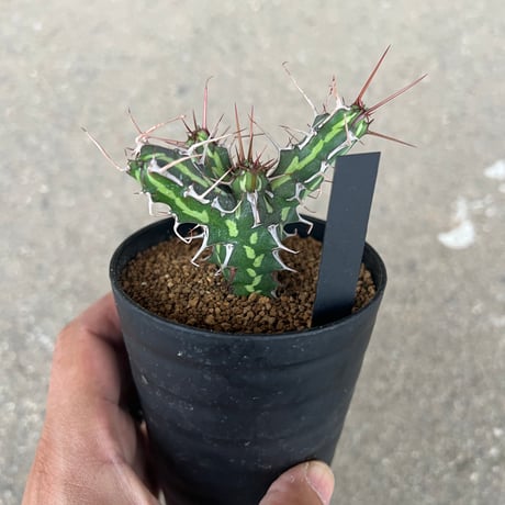ユーフォルビア カリサナ1