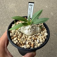 パキポディウム 恵比寿笑い3