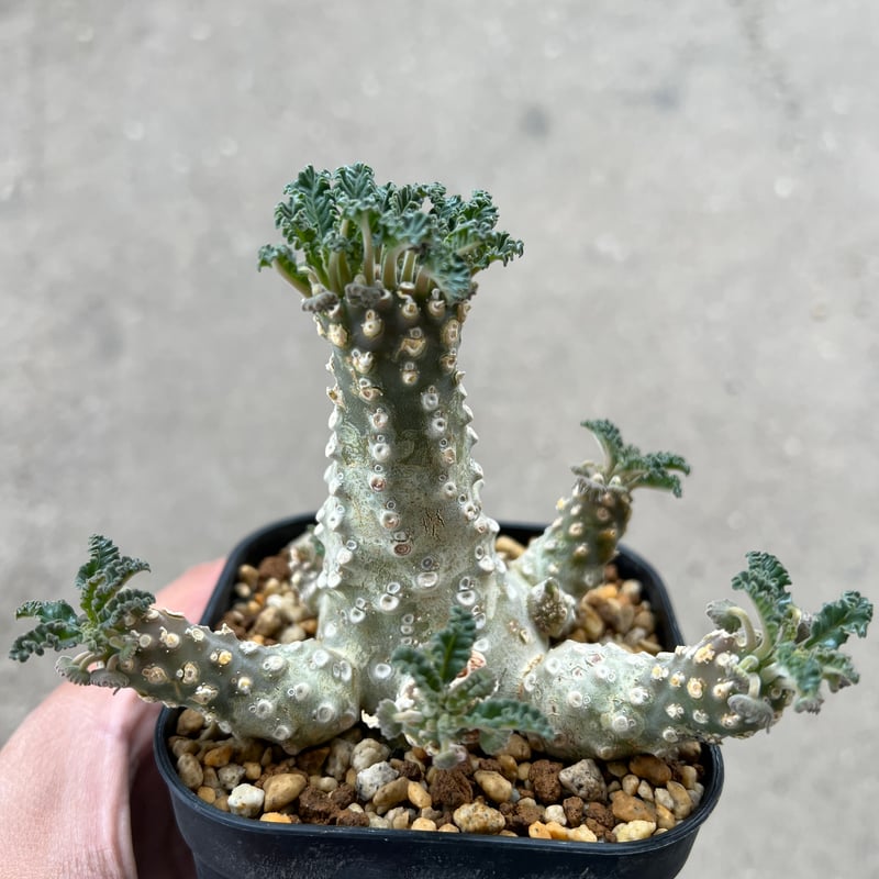 【レア/塊根植物】ドルステニア ラブラニー オス株（大株）鉢植え I レア/塊根植物】ドルステニア ラブラニー オス株（大株）鉢植え