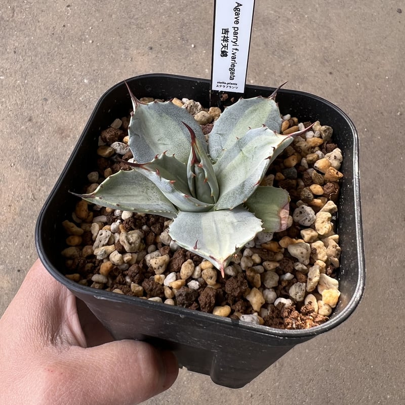 Agave 吉祥天錦 | STELLA.PLANTS