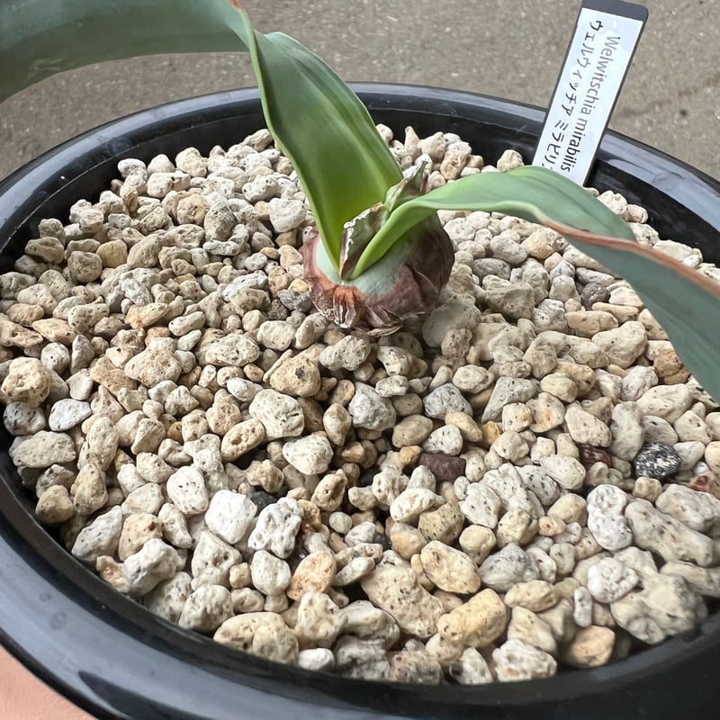 ウェルウィッチア・ミラビリス～Welwitschia mirabilis ウェルウィッチア・ミラビリス : r/succulents