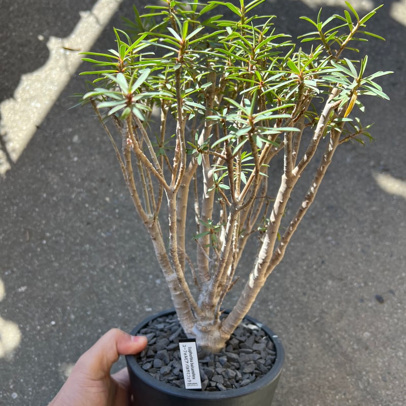 ユーフォルビア バルサミフェラ | STELLA.PLANTS ユーフォルビア バルサミフェラ | STELLA.PLANTS