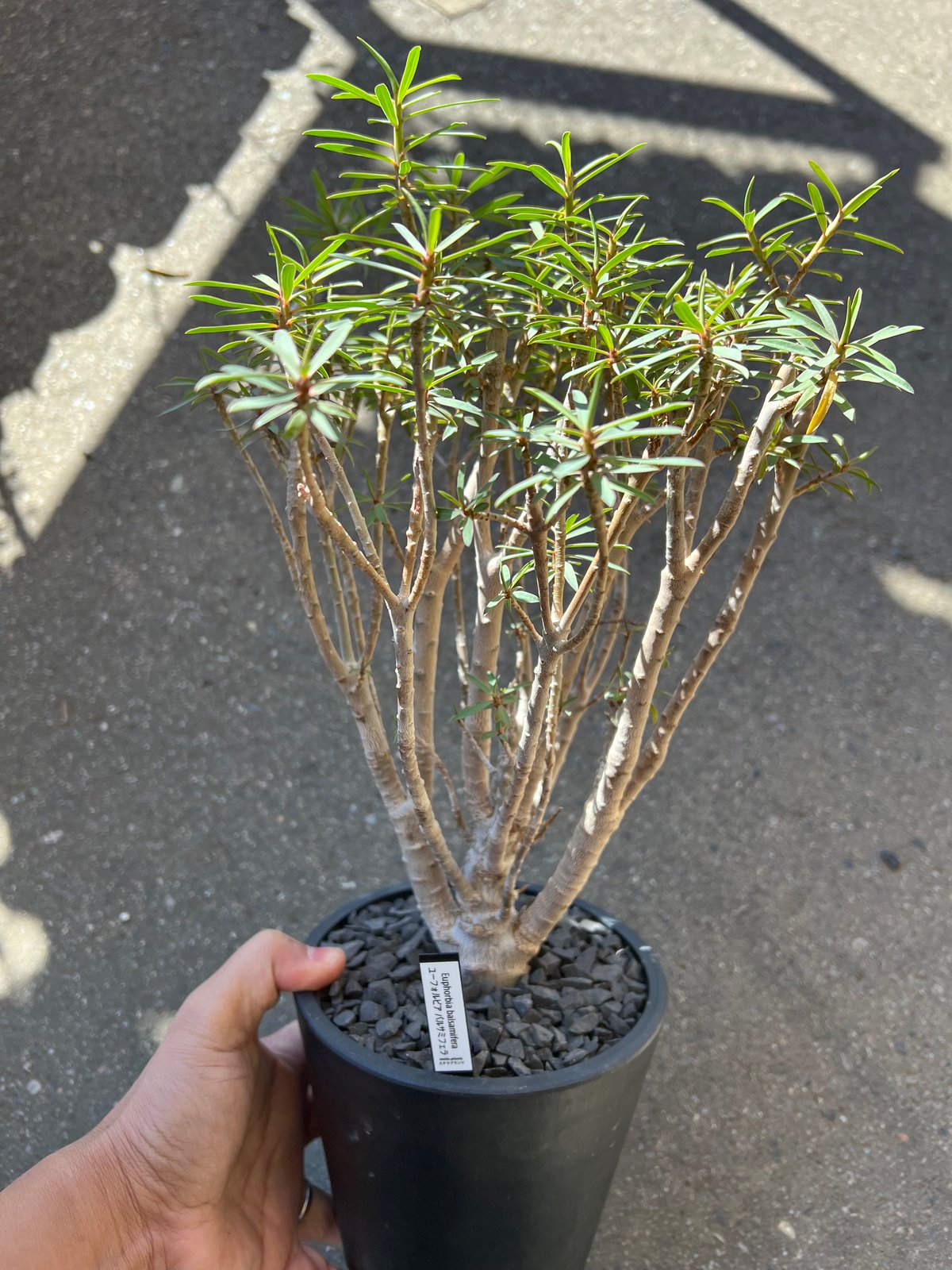 ユーフォルビア バルサミフェラ | STELLA.PLANTS ユーフォルビア バルサミフェラ | STELLA.PLANTS