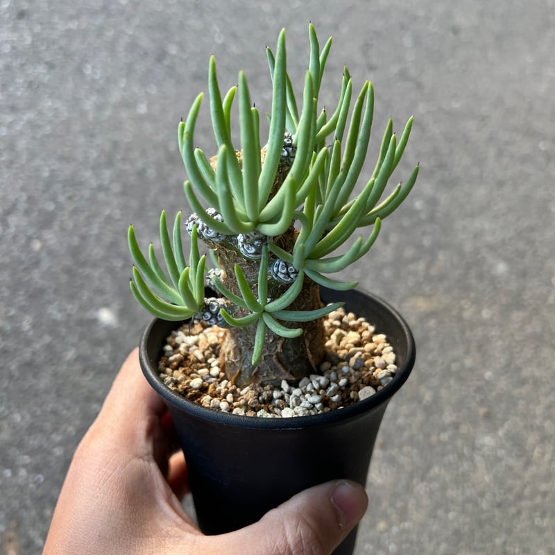 チレコドン ペアルソニー1 | STELLA.PLANTS