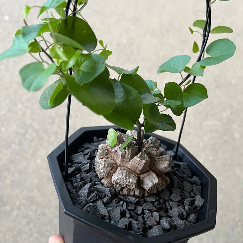 アフリカ亀甲竜 | STELLA.PLANTS