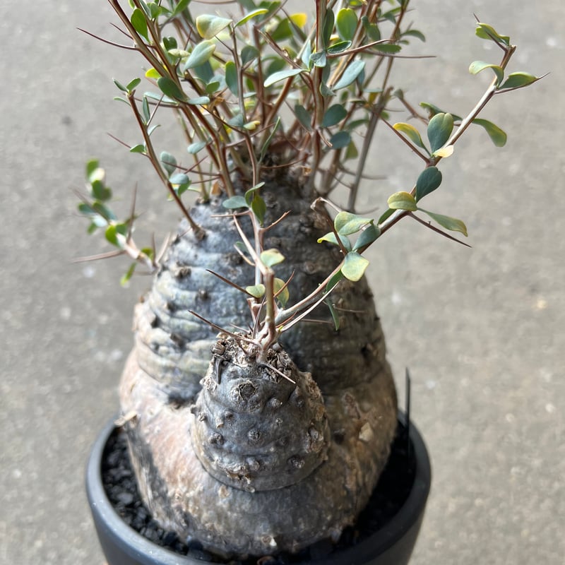 フォークイエリア コルムナリス 観峰玉 | STELLA.PLANTS