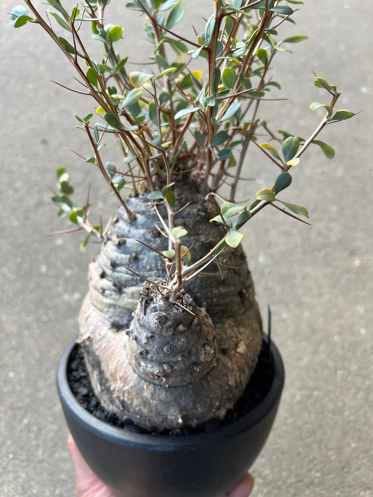 美形　フォークエリアコルムナリス　観峰玉 フォークイエリア コルムナリス 観峰玉 | STELLA.PLANTS