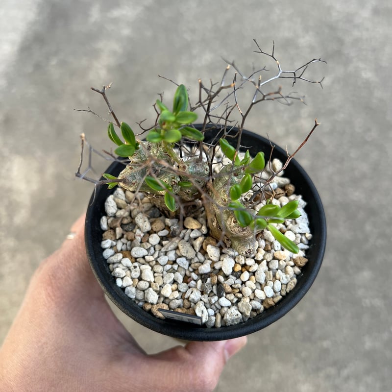 チレコドン レティキュラータス 万物想 | STELLA.PLANTS チレコドン レティキュラータス 万物想 | STELLA.PLANTS