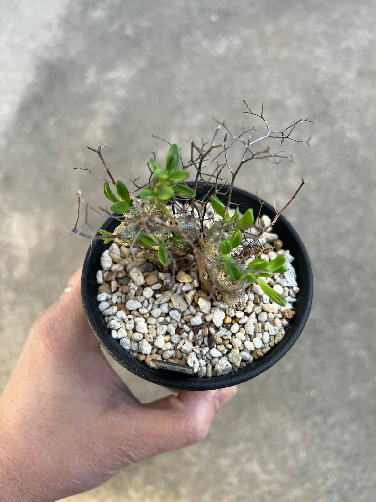 チレコドン レティキュラータス 万物想 | STELLA.PLANTS チレコドン レティキュラータス 万物想 | STELLA.PLANTS