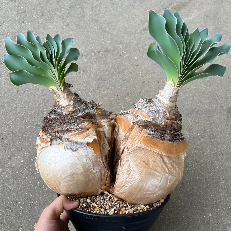 ブーファン ハエマンソイデス ダブルヘッド | STELLA.PLANTS