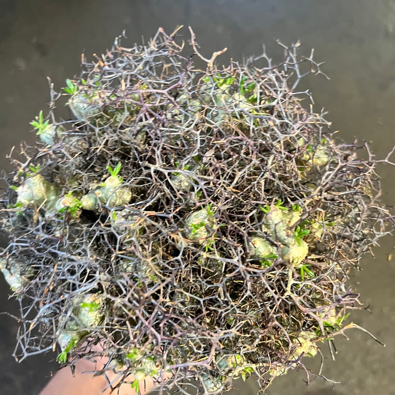 チレコドン・レティキュラータス アフロタイプ チレコドン 万物想 アフロタイプ | STELLA.PLANTS