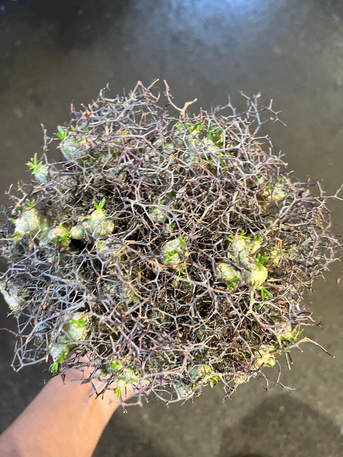 チレコドン 万物想 アフロタイプ | STELLA.PLANTS