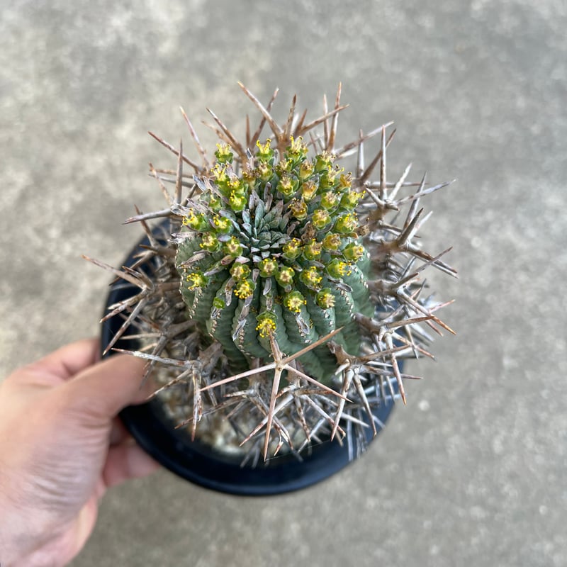 ユーフォルビア ステリスピナ 群星冠 | STELLA.PLANTS ユーフォルビア ステリスピナ 群星冠 | STELLA.PLANTS