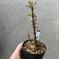 ギラウミニアナ　実生1 ユーフォルビア ギラウミニアナ実生1 | STELLA.PLANTS