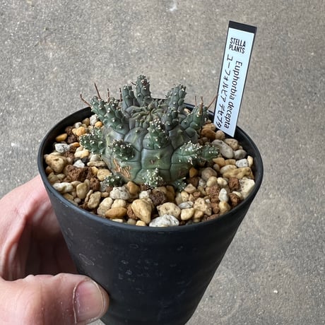 ユーフォルビア デセプタ3